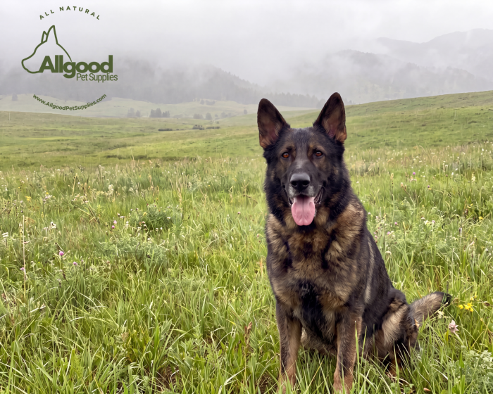 Allgood Pet Supplies